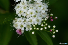 公園のお花　シモツケ　６