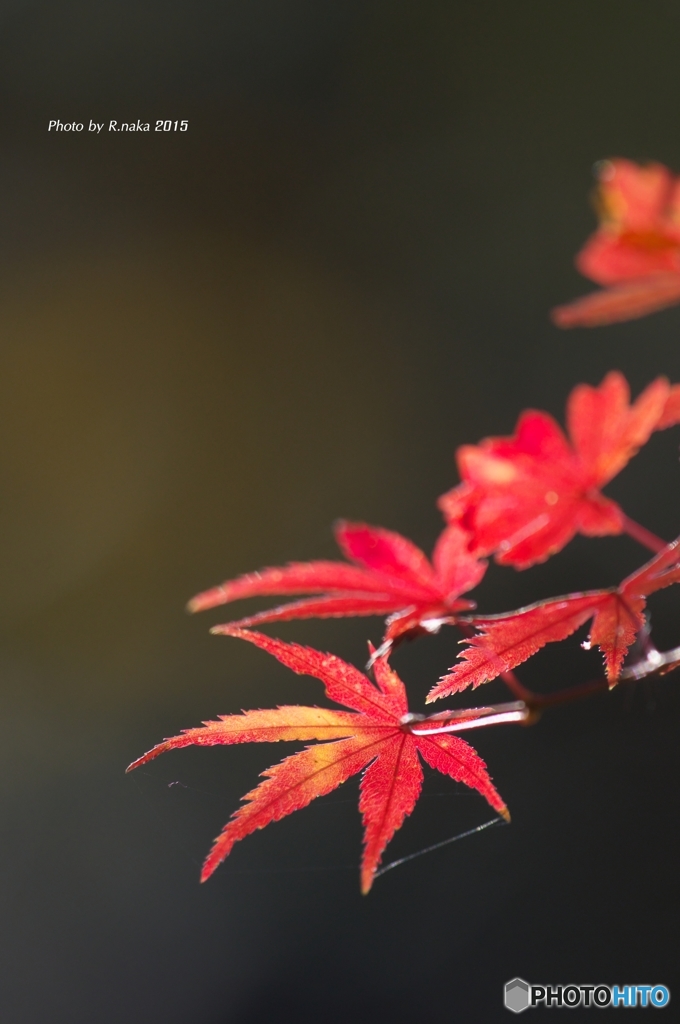 公園の紅葉　１８