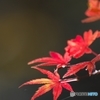 公園の紅葉　１８