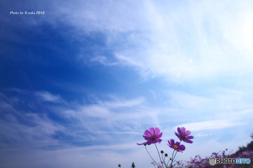 花の丘のコスモス　１