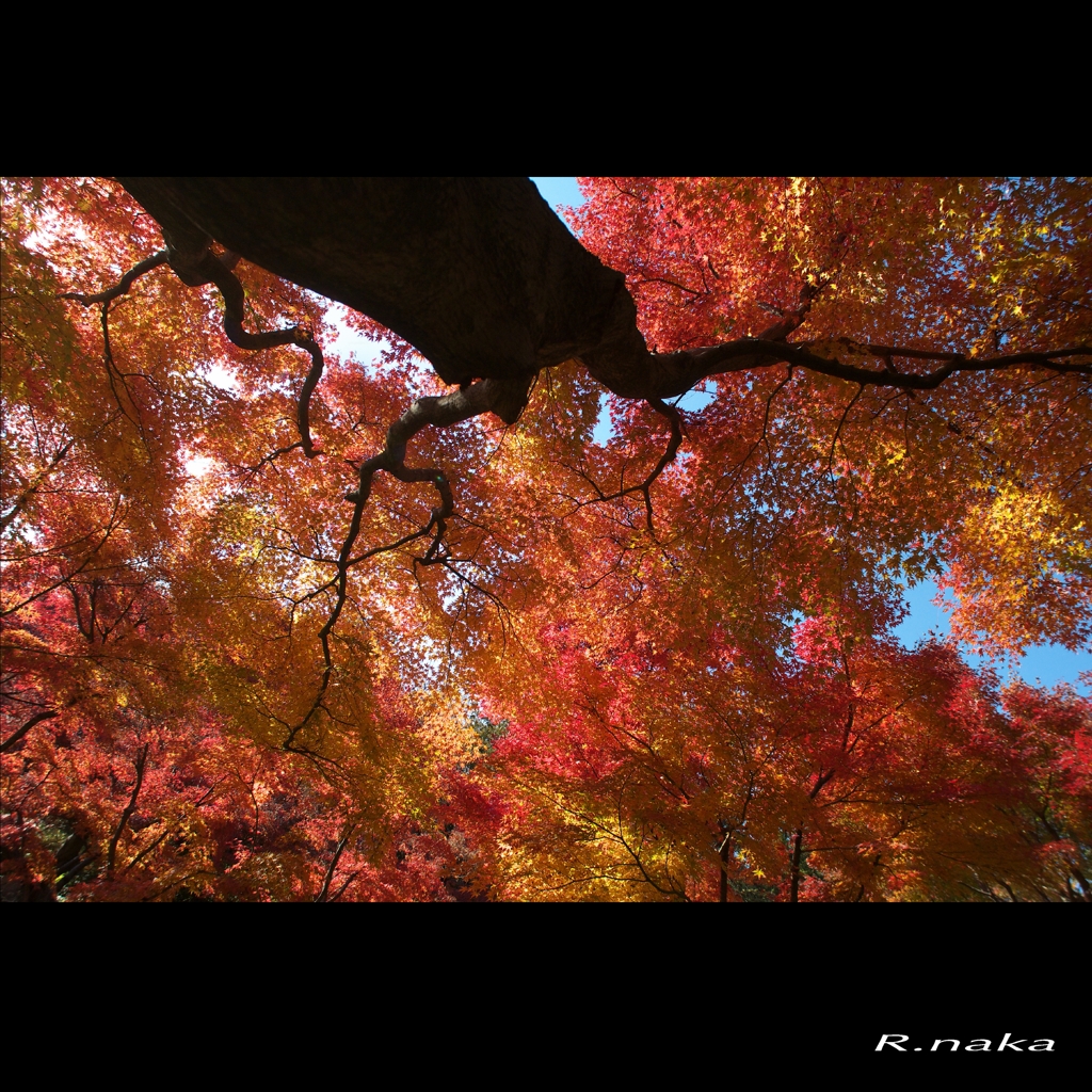 公園秘密の場所の輝き！！　　３