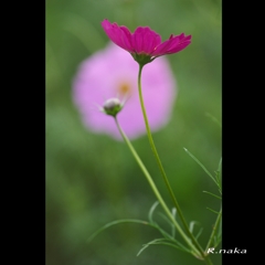 コスモス２枚の花　４