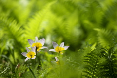 妖精の森の花