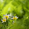 妖精の森の花