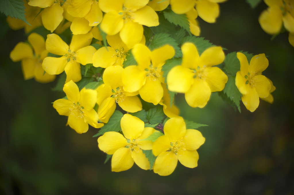 公園の山吹の花