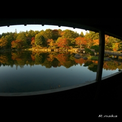 公園の紅葉　８