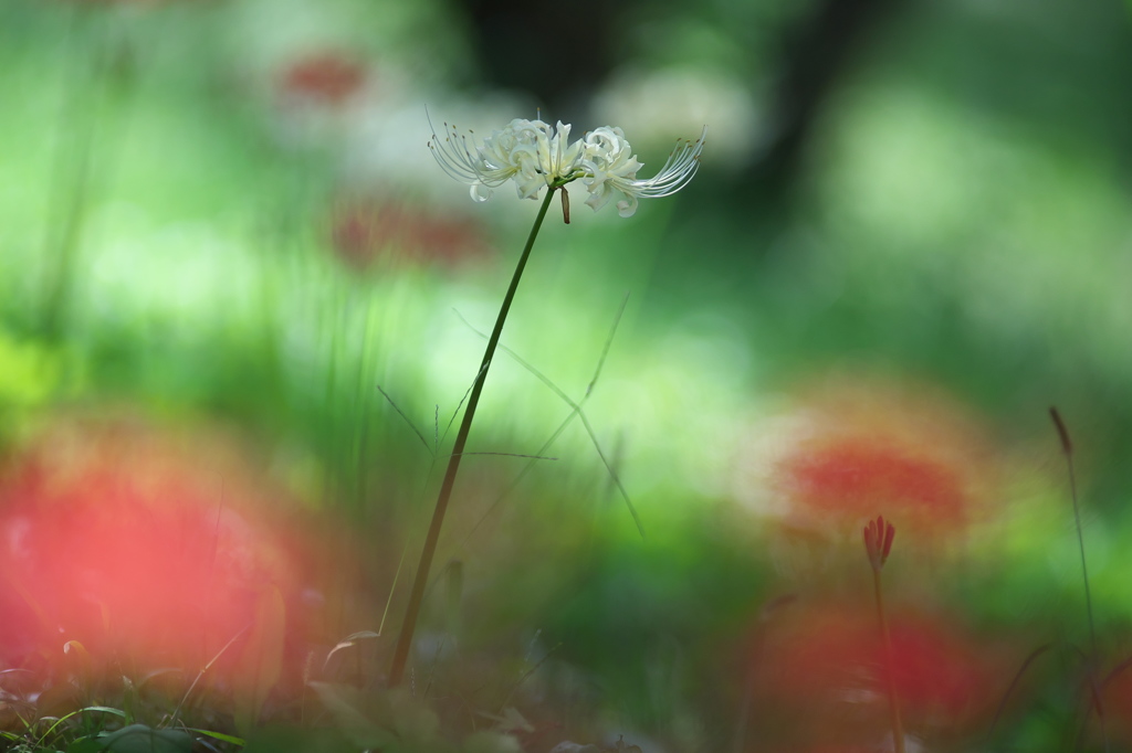 公園の白い彼岸花