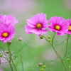花の丘コスモス