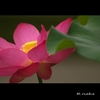 公園の蓮　７