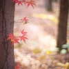 紅葉の森