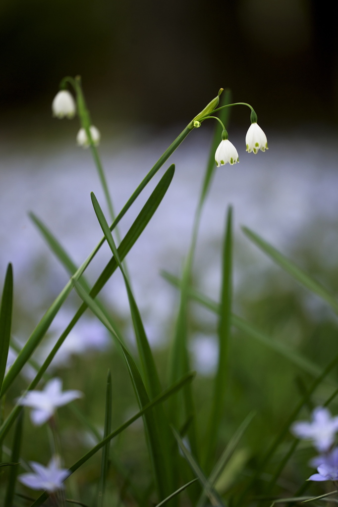 公園の花達