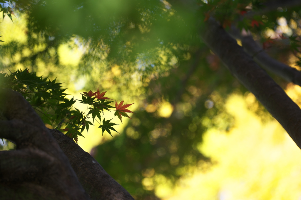 公園の紅葉