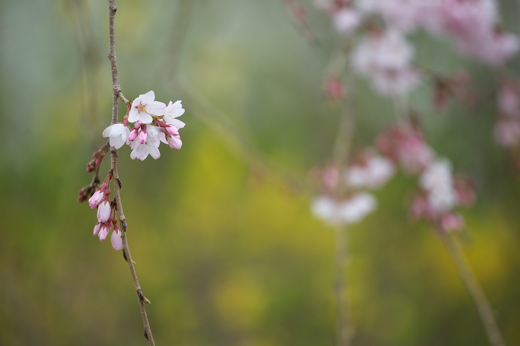 公園のしだれ桜