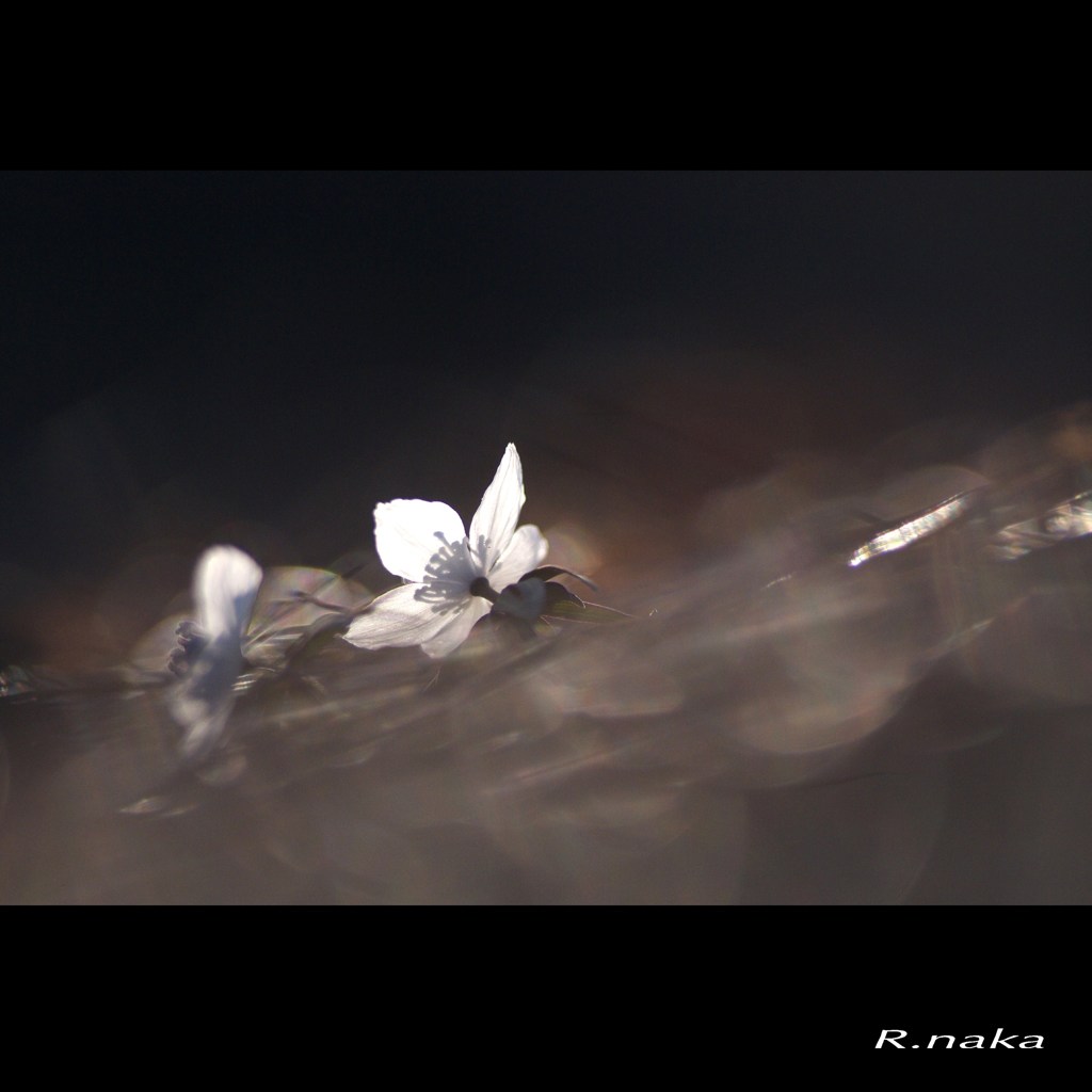 セツブン草　３