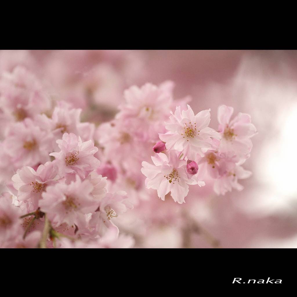 枝垂れ桜　１