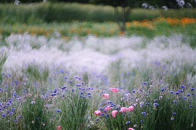 フィルム時代の公園