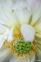 公園　蓮の花　６