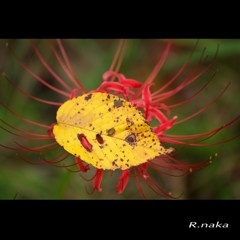 公園の彼岸花　８