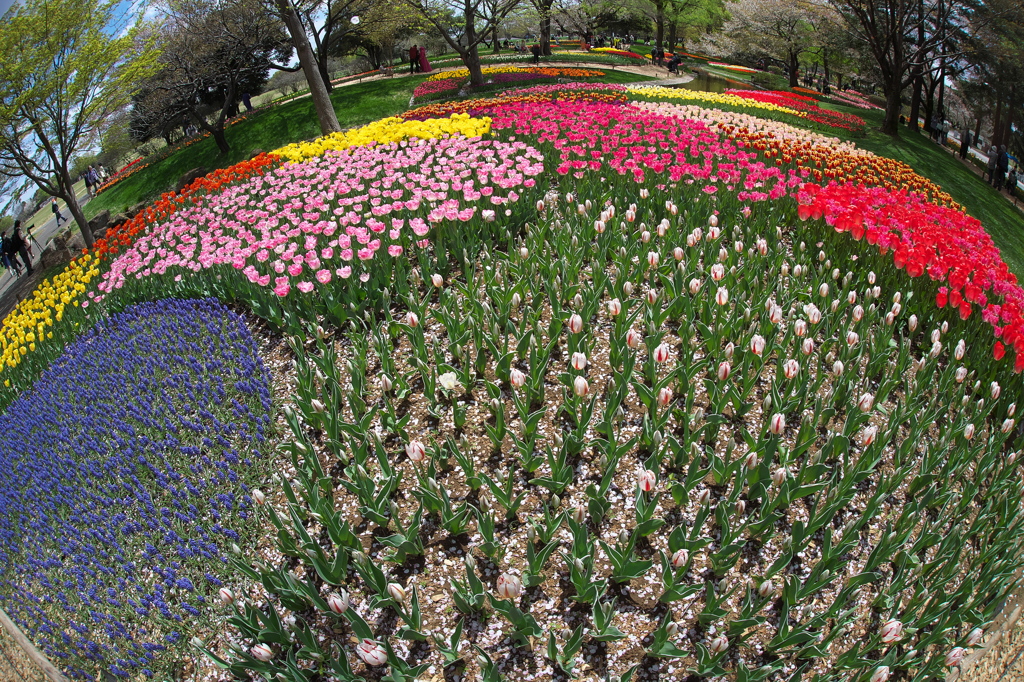 公園のチューリップ