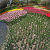 公園のチューリップ