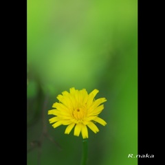 春の花　２