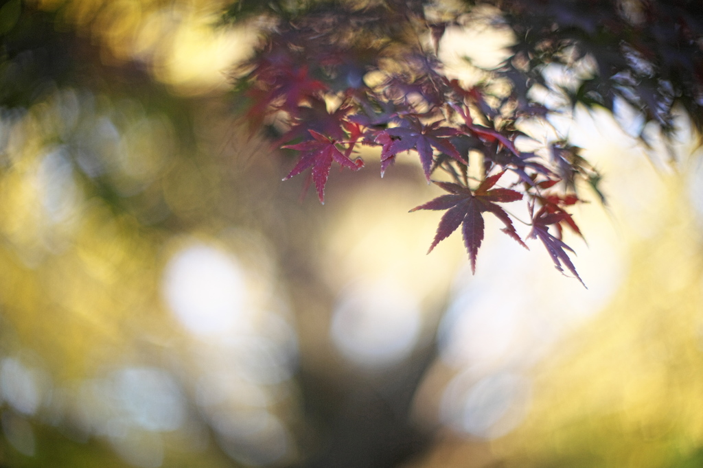 公園の紅葉