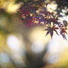 公園の紅葉