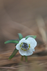 公園のセツブン草