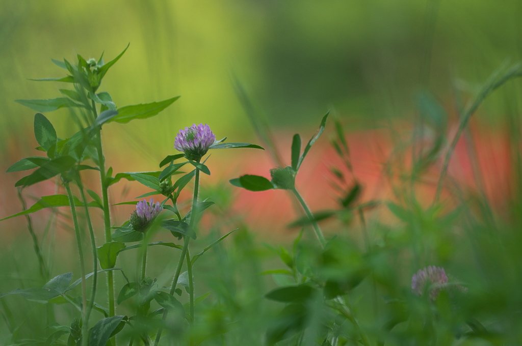 公園の赤い森　Ⅱ　お花達１