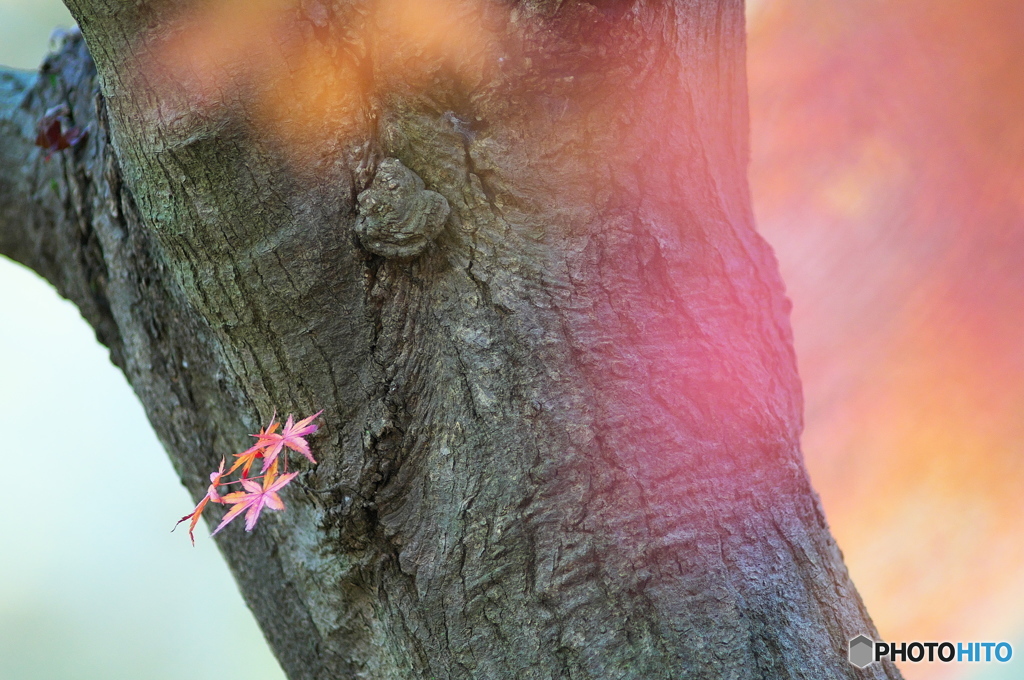 公園の紅葉　Ⅱ　その４