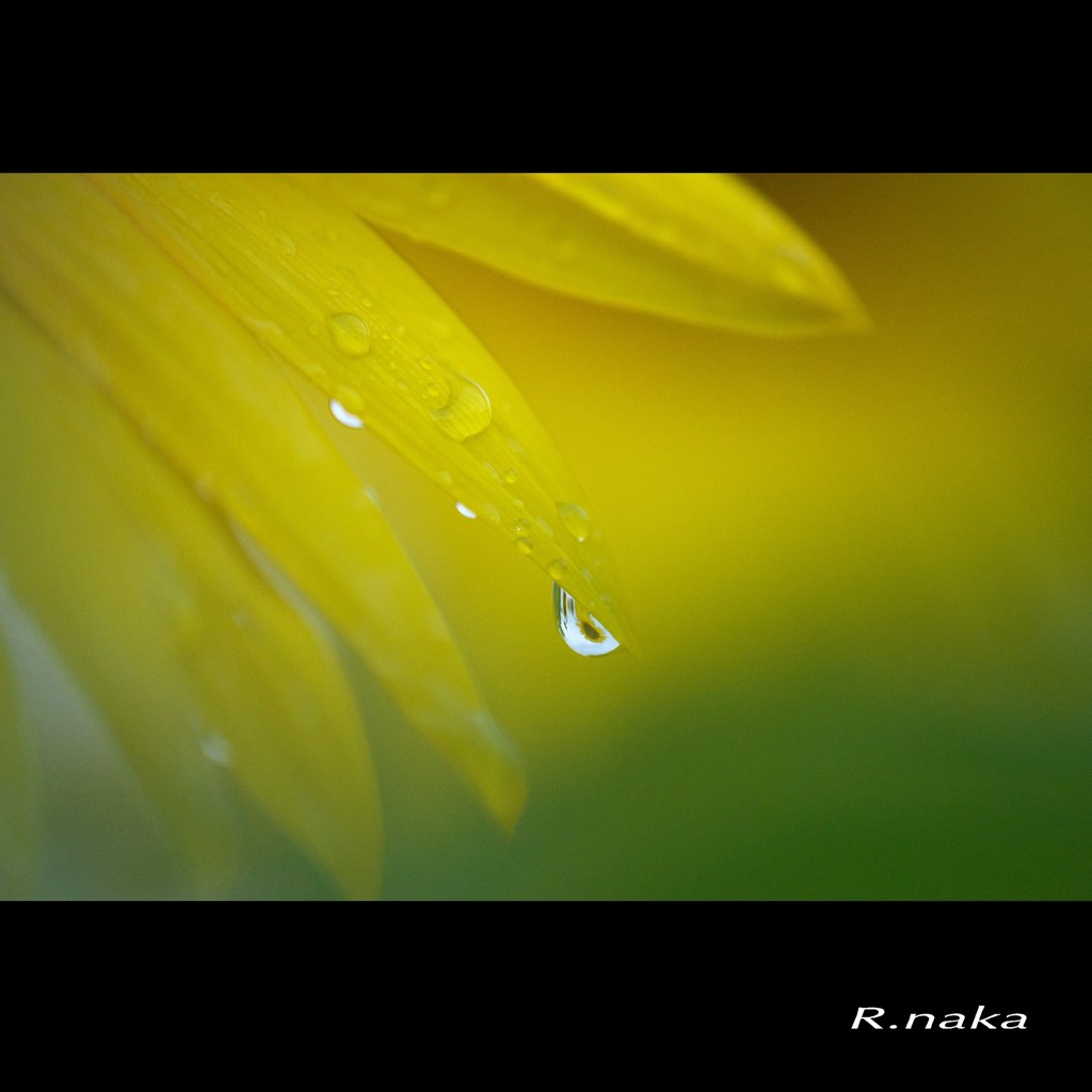 水にぬれた！ひまわり　６