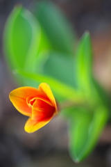 公園春の花