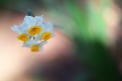 公園の花