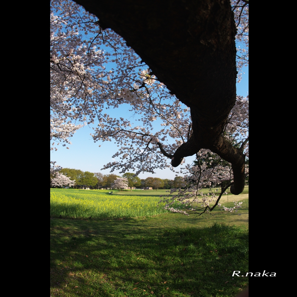 桜の頃　３