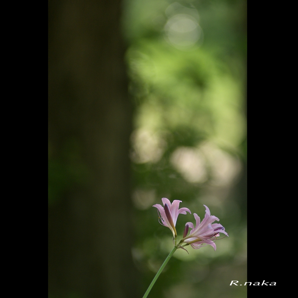 こもれびの森　６　ナツスイセン