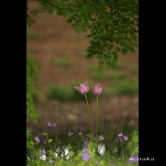 忘れられた花達　４