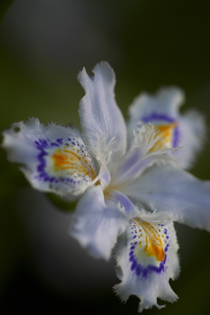 公園の花 シャガ By アールなか Id 写真共有サイト Photohito