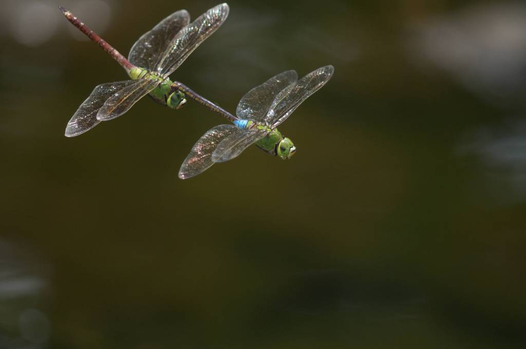 つながって飛ぶ！　ギンヤンマ