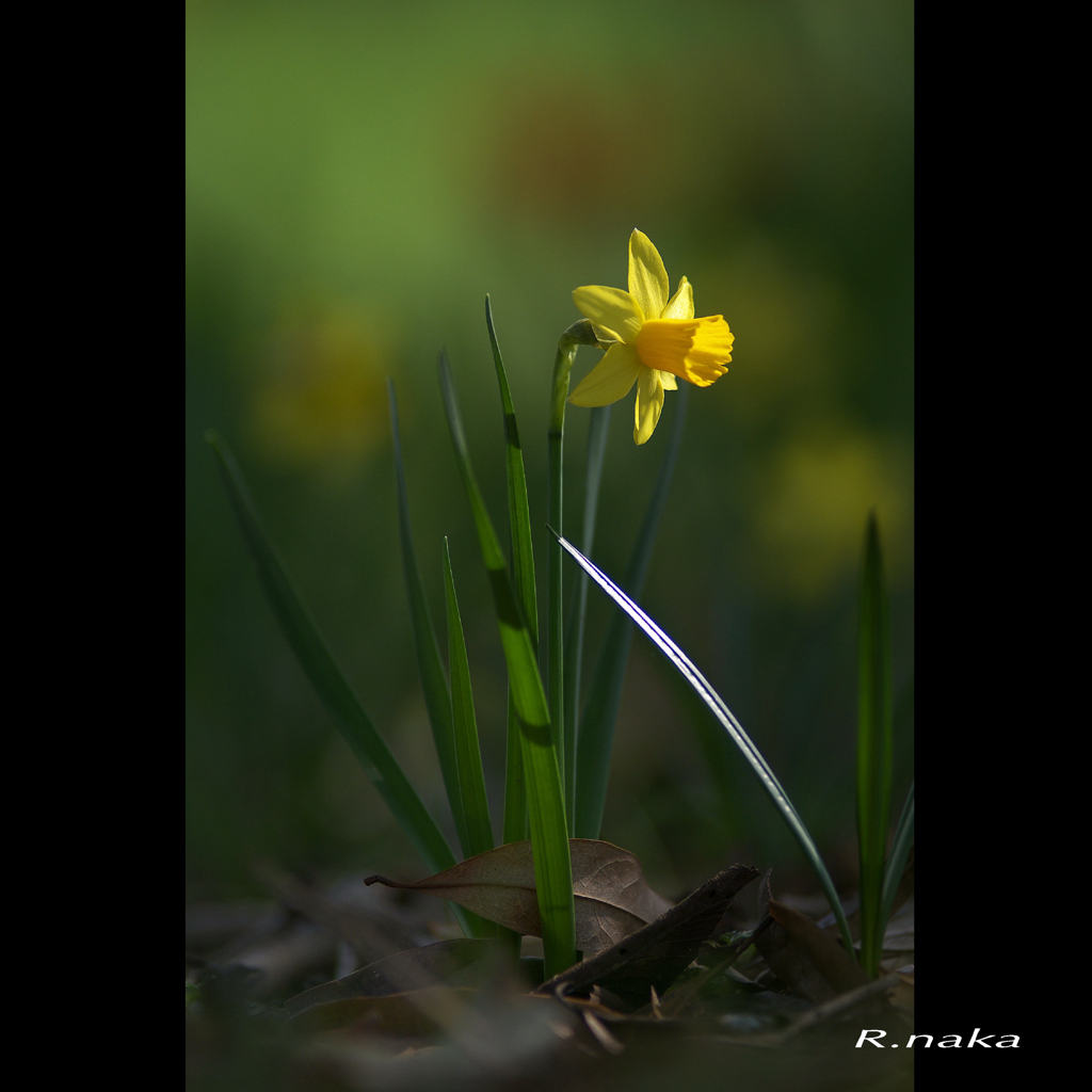 子供の森の花　８