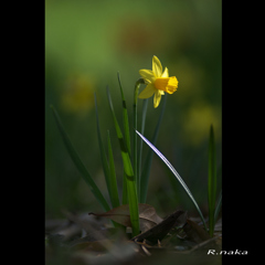 子供の森の花　８
