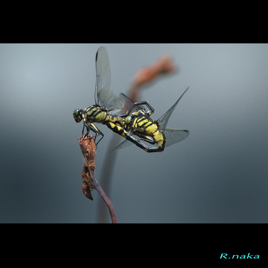 ウチハヤンマ　３