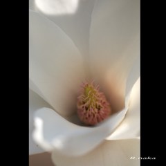 白木蓮　４