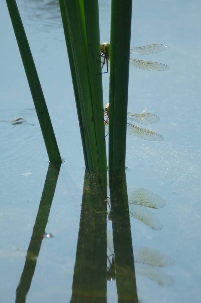 覗き見！