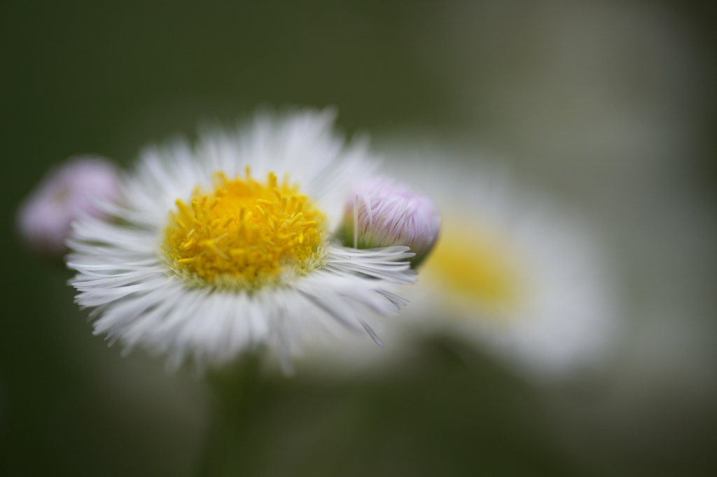 公園のお花　ハルジオン
