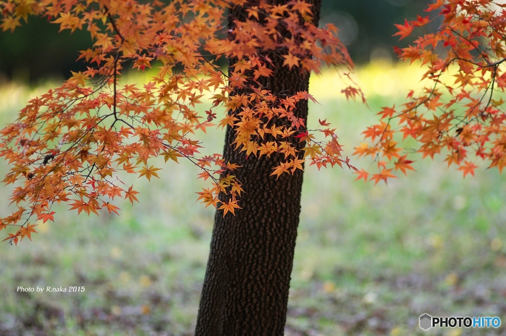 公園の紅葉　１６