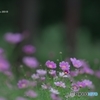 公園のリングコスモス　４