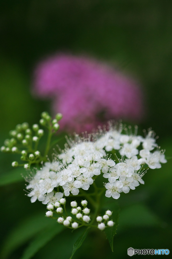 公園のお花　シモツケ　Ⅱー１