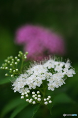 公園のお花　シモツケ　Ⅱー１