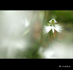 飛んでる花　２　サギ草　