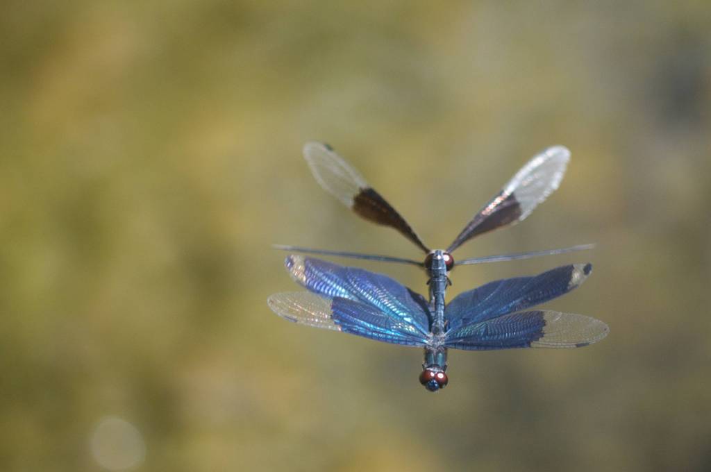 チョウトンボの空中交尾 By アールなか Id 写真共有サイト Photohito